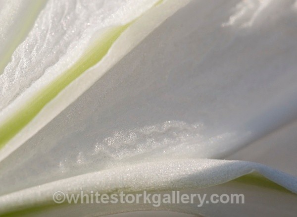 Sea Daffodil - Up Close !