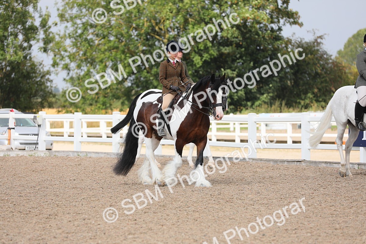 SBM_13319 - Class 308 Ridden Coloured Horse