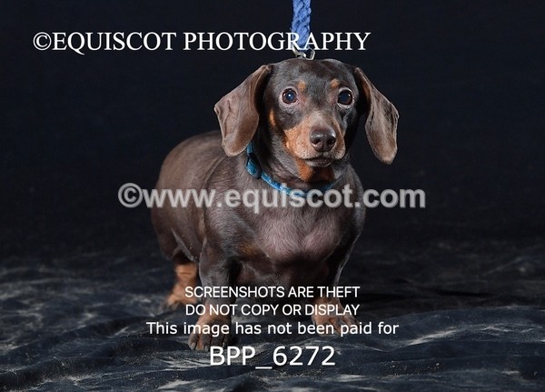 BPP_6272 - LESLEY GRANGER DOGS