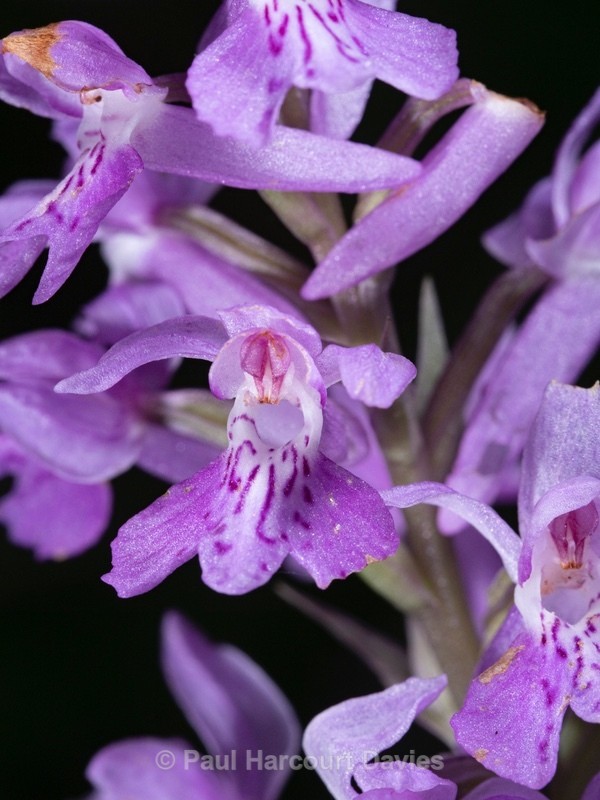 Spotted Orchid (Dactylorhiza maculata ssp saccifera) - Wild Orchids 2020