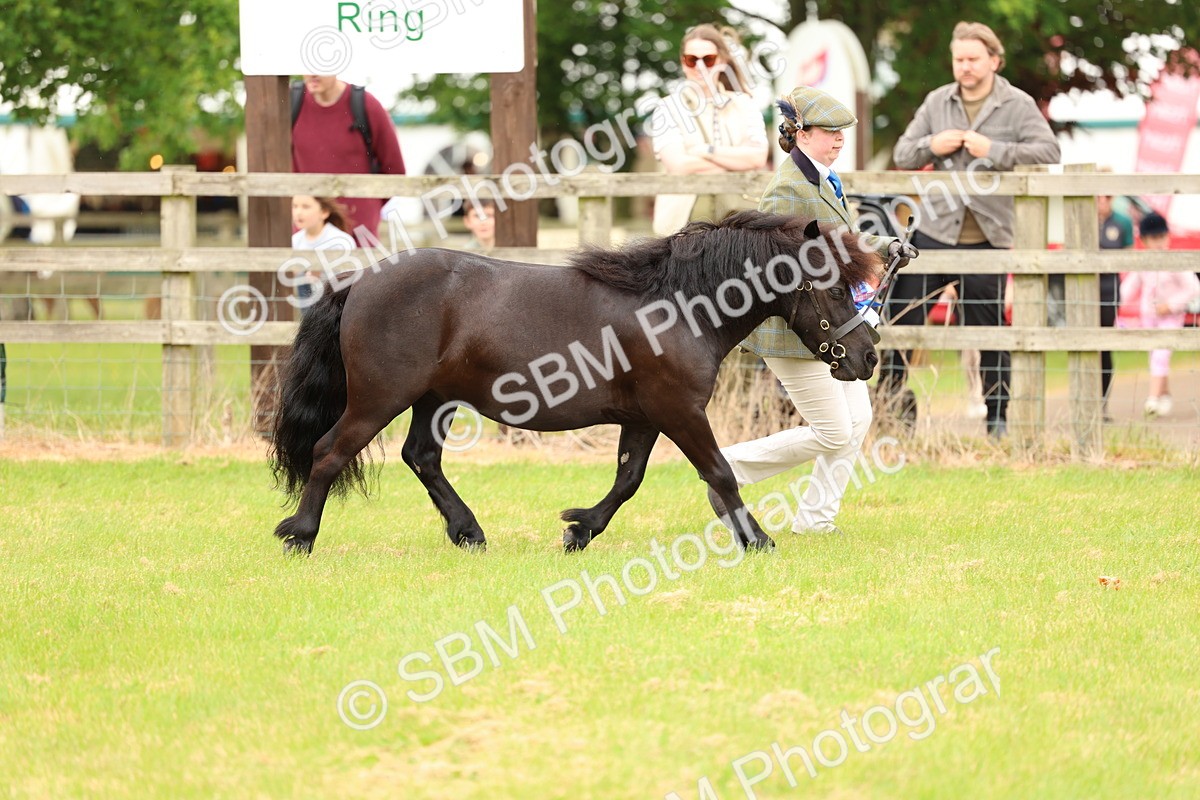 SBM_03543 - Class 58-67 - M&M Non Welsh Pony In hand