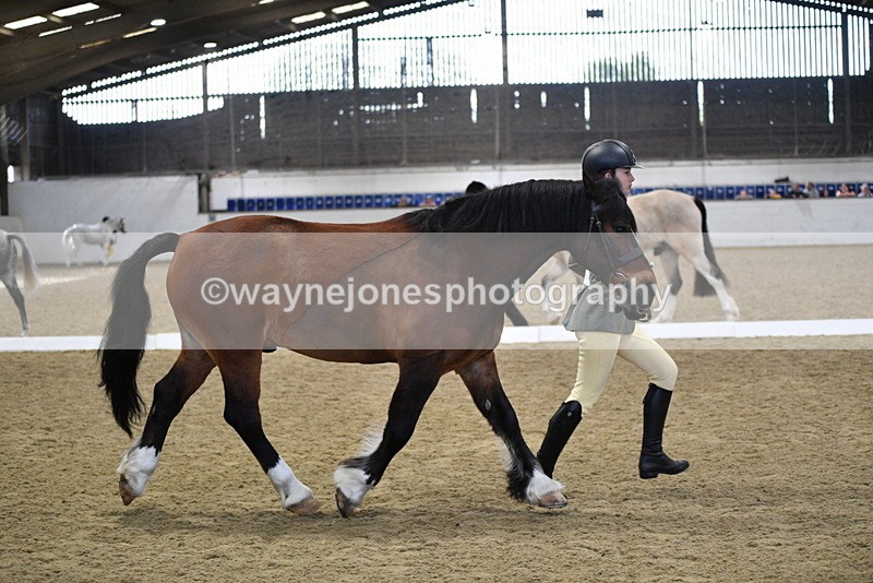 WJ5_4287 - Class 6 In hand M&M - Large Breeds