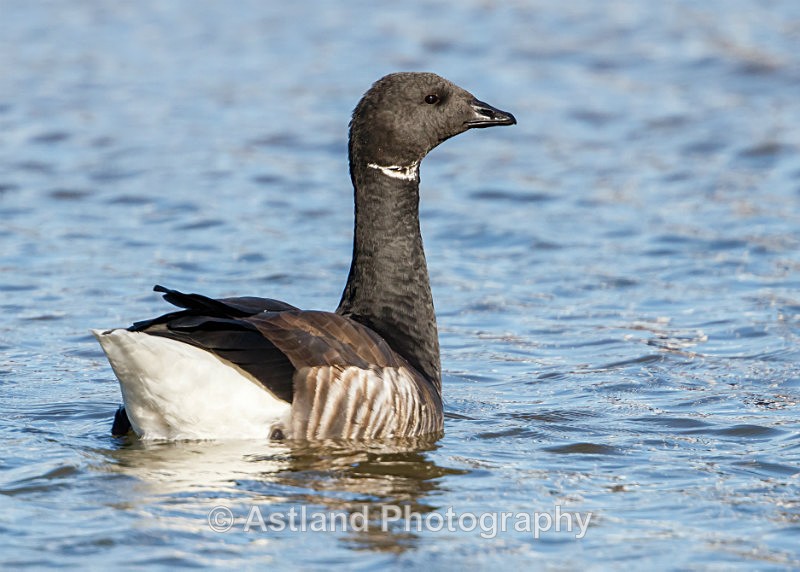 Astland Photography, Bird and Wildlife Images, Susan and Peter Wilson, U.K.