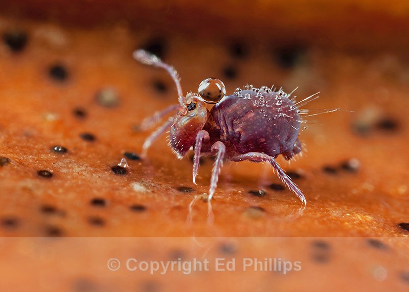 Dicyrtoma fusca - Dicyrtoma fusca