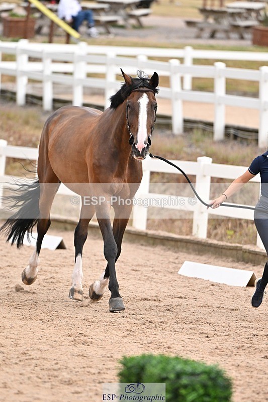 250716-151231-01769 - Trot Up 2.30 to 3.30