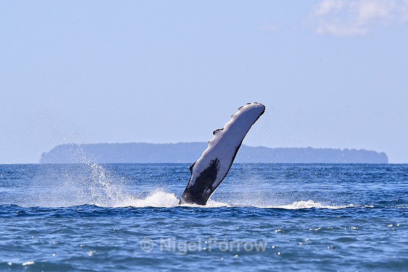Humpback Whale fin and spray, Drake Bay, Costa Rica - Whale