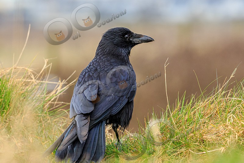 carrion crow Corvus corone-5102 - UK birds
