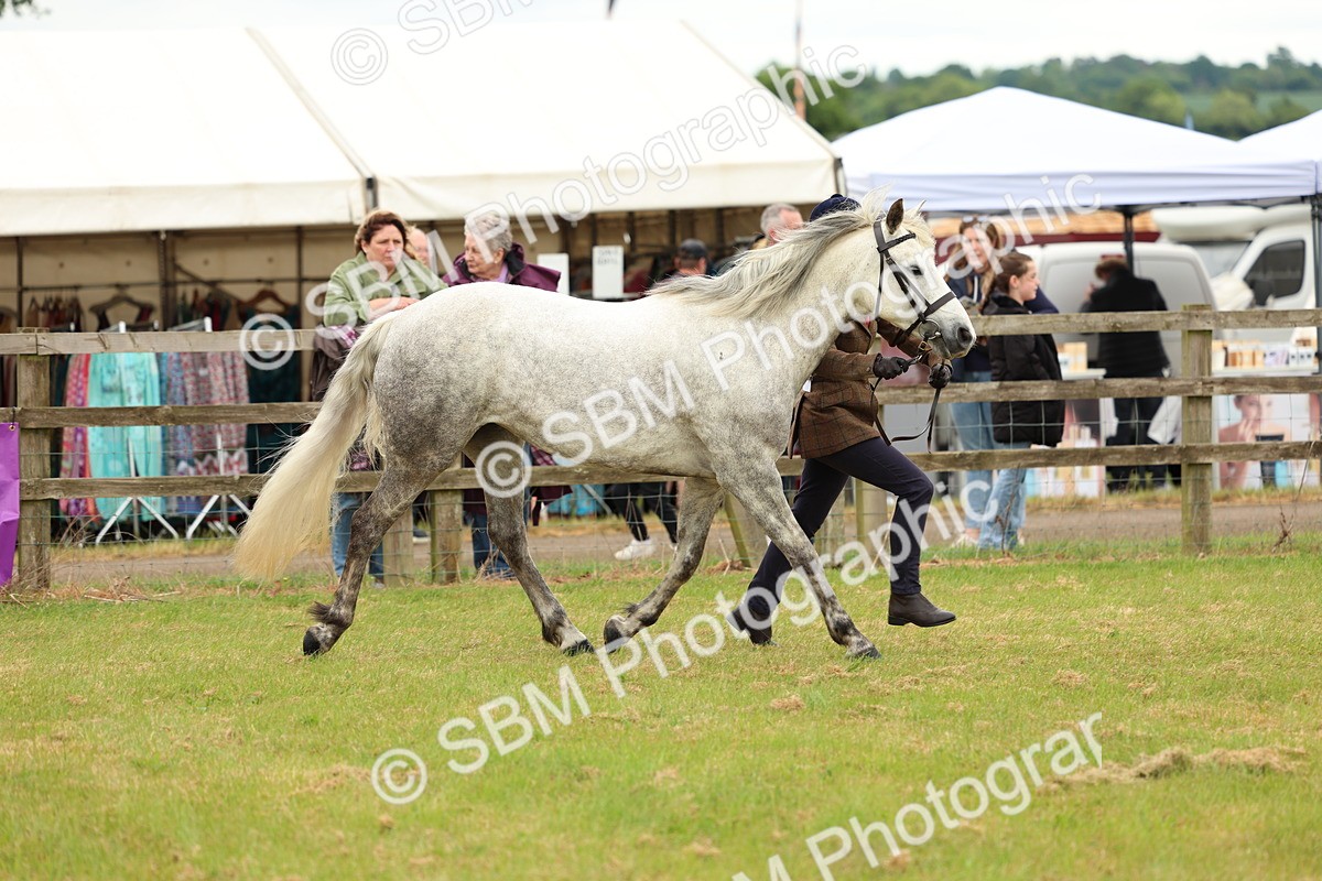 SBM_04255 - Class 64-67 - Shetland Pony In Hand