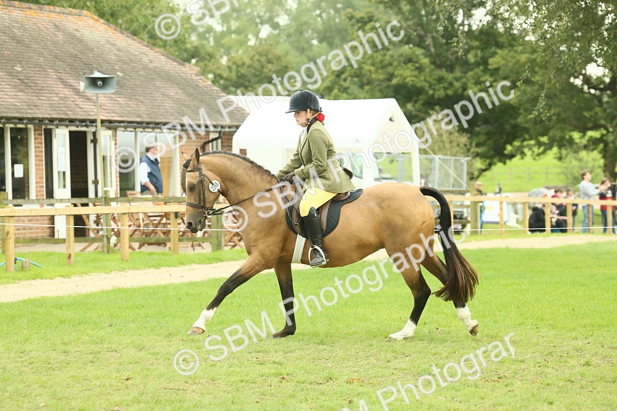 SBM_73968 - S 61 - Show Pony & Show Hunter Pony Ridden