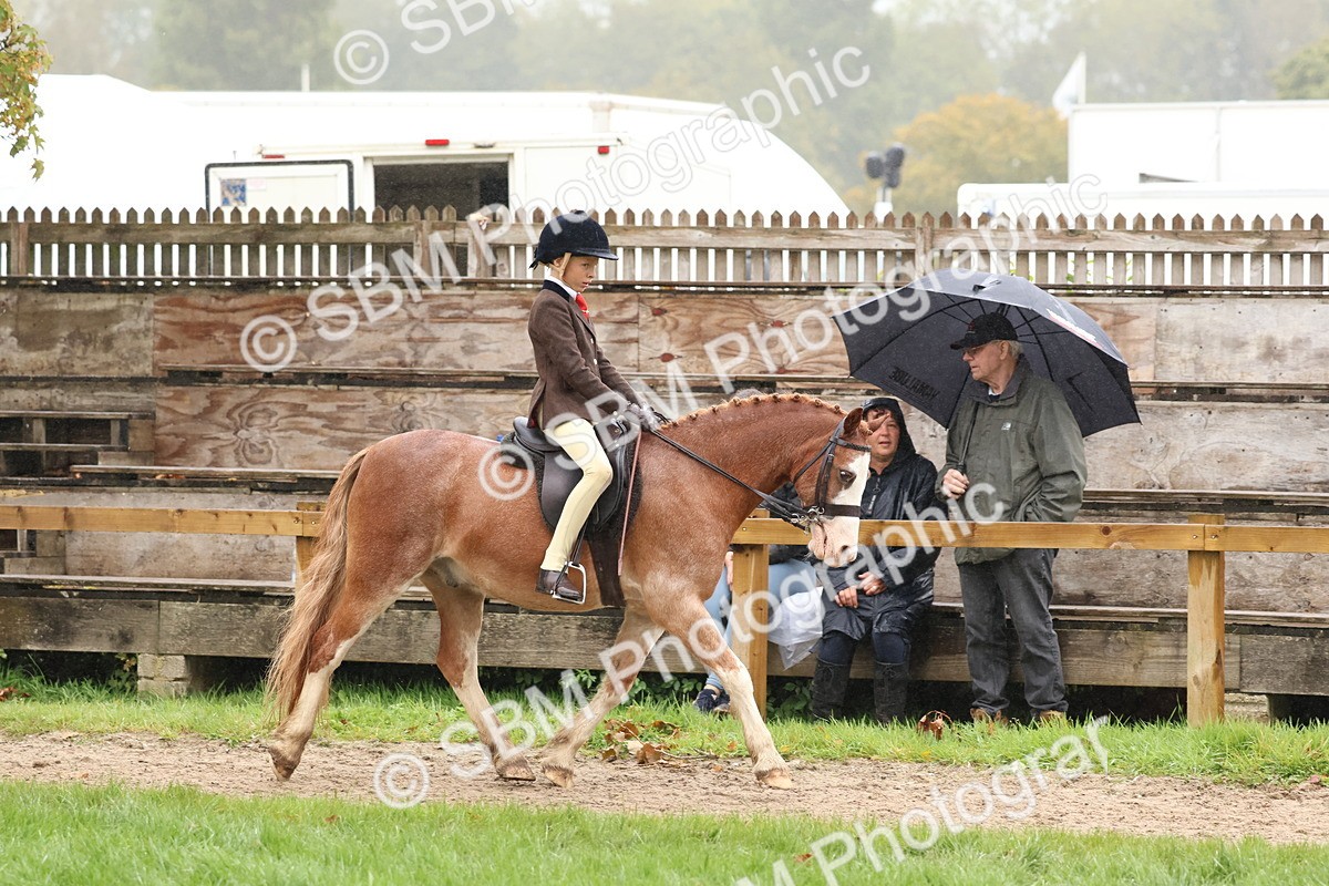 SBM_72987 - S63 Show Pony & Show Hunter Pony Ridden