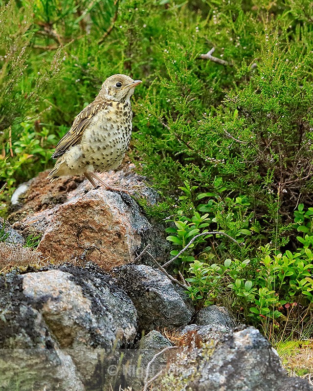 Young Mistle Thrush, Findhorn Valley, Scotland - Mistle Thrush