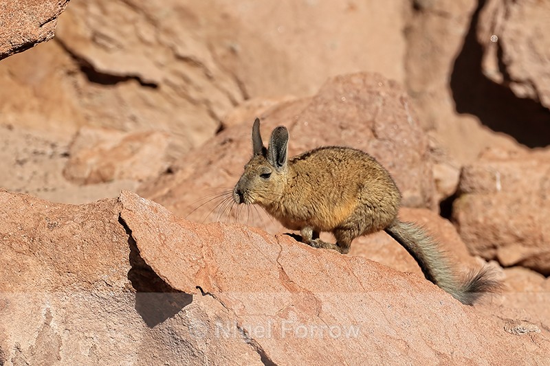 Southern Mountain Viscacha running, Antofagasta Region, Chile - Viscacha