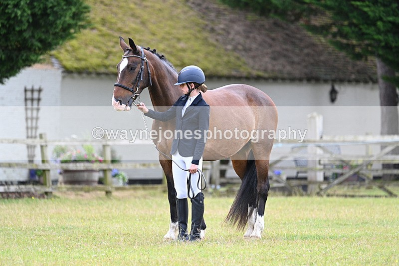 WJ7_7051 - Class 5a Most Handsome Gelding in Hand