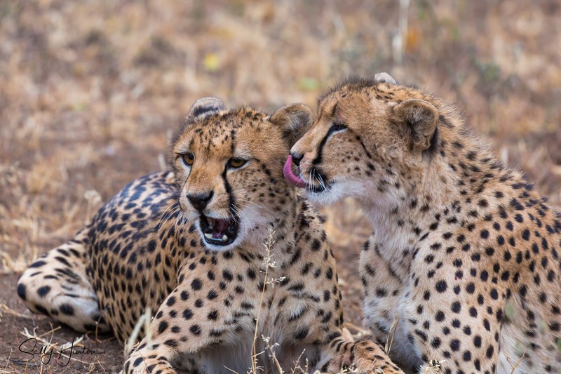 Cheetah Clean 3