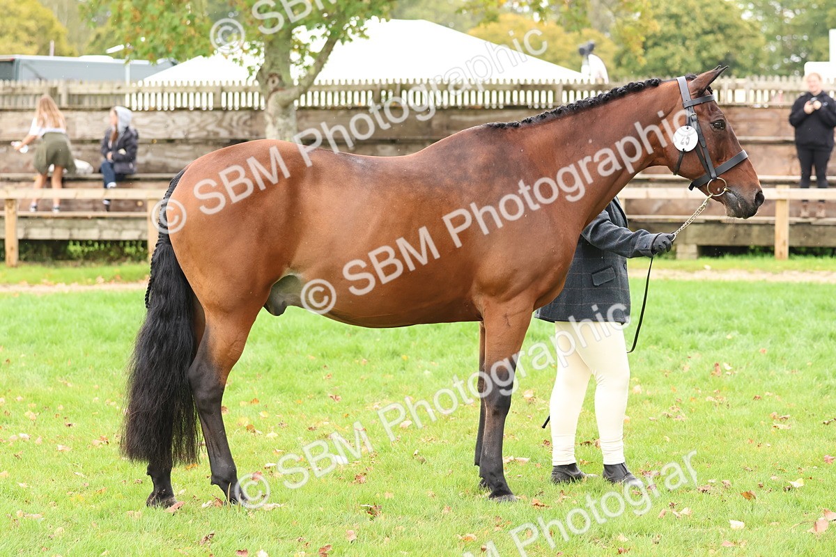 SBM_41735 - S26 - Mature Veteran In Hand