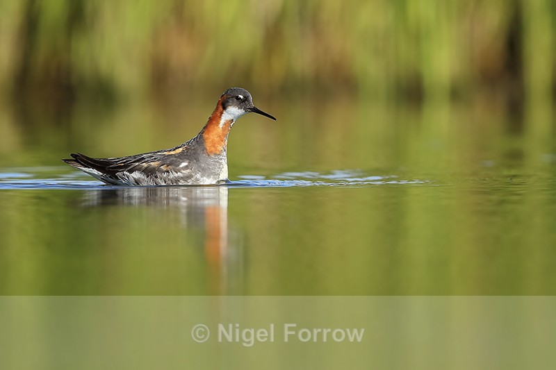 Red-necked Phalarope - low angle, Iceland - Red-necked Phalarope
