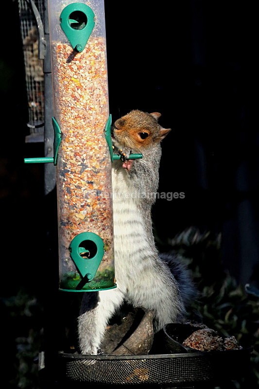  - Wildlife