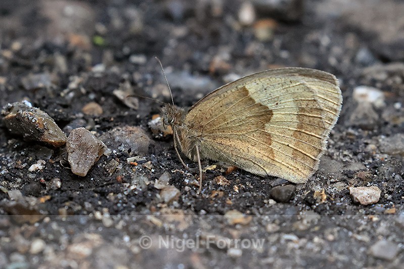 Meadow Brown (female), Warburg Nature Reserve, Chiltern Hills - INSECTS