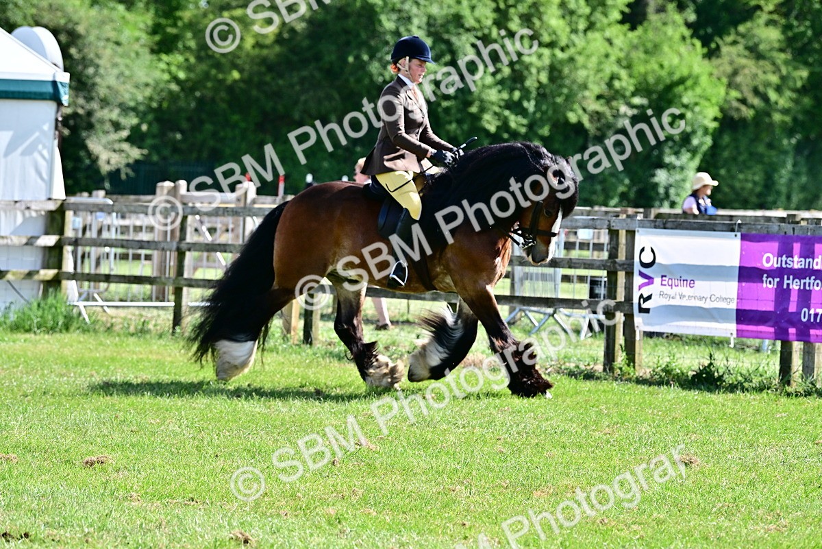 SBM_09305 - Class 63-65 - Traditional Gypsy Cobs In Hand & Ridden