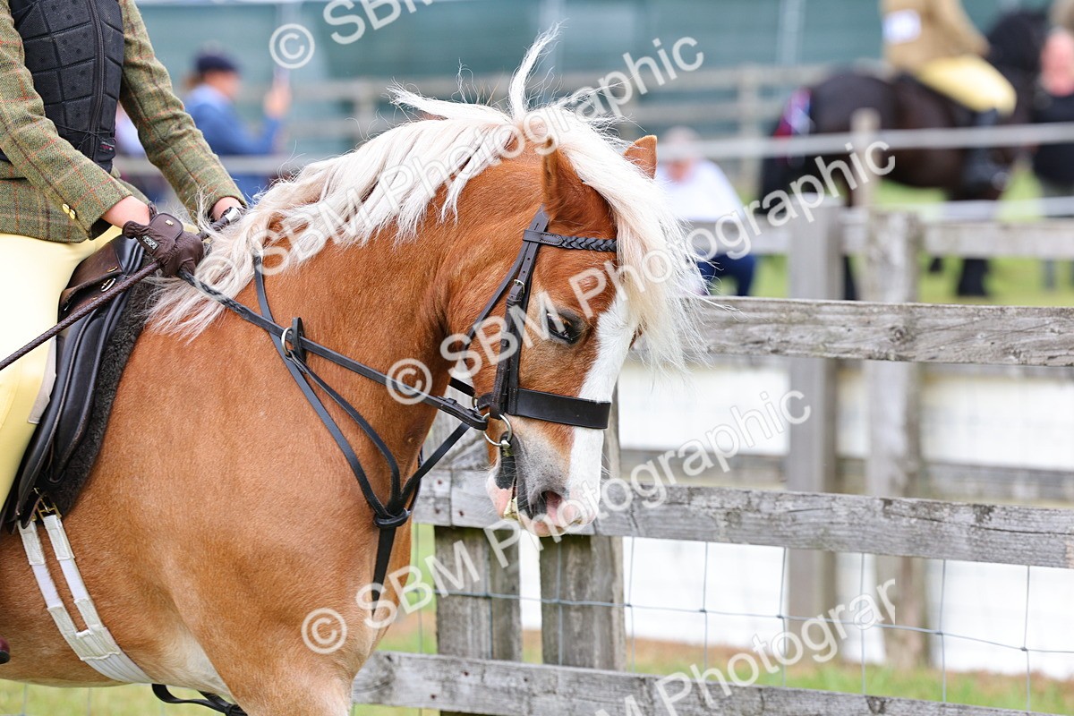 SBM_08464 - Class 42-43 - LIHS BSPS Heritage Working Sports Pony