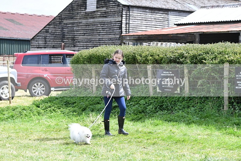 WJ5_9693 - Class 3 Most Handsome Dog