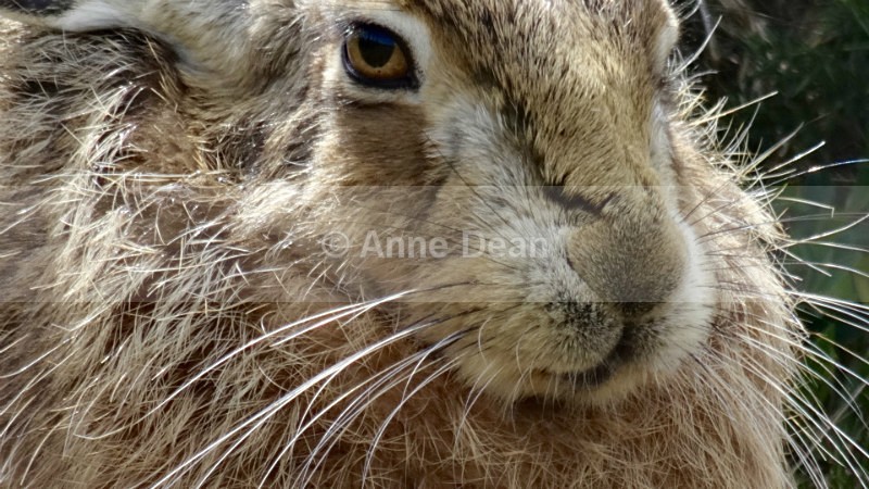 My best side.... - Hares of Havergate Island, Suffolk