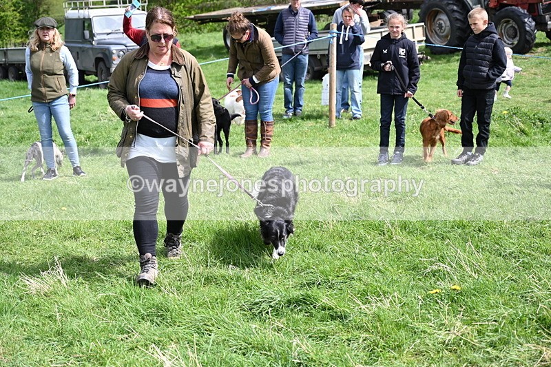 WJ6_8899 - Class 8 Best Working / Gun Dog or Bitch