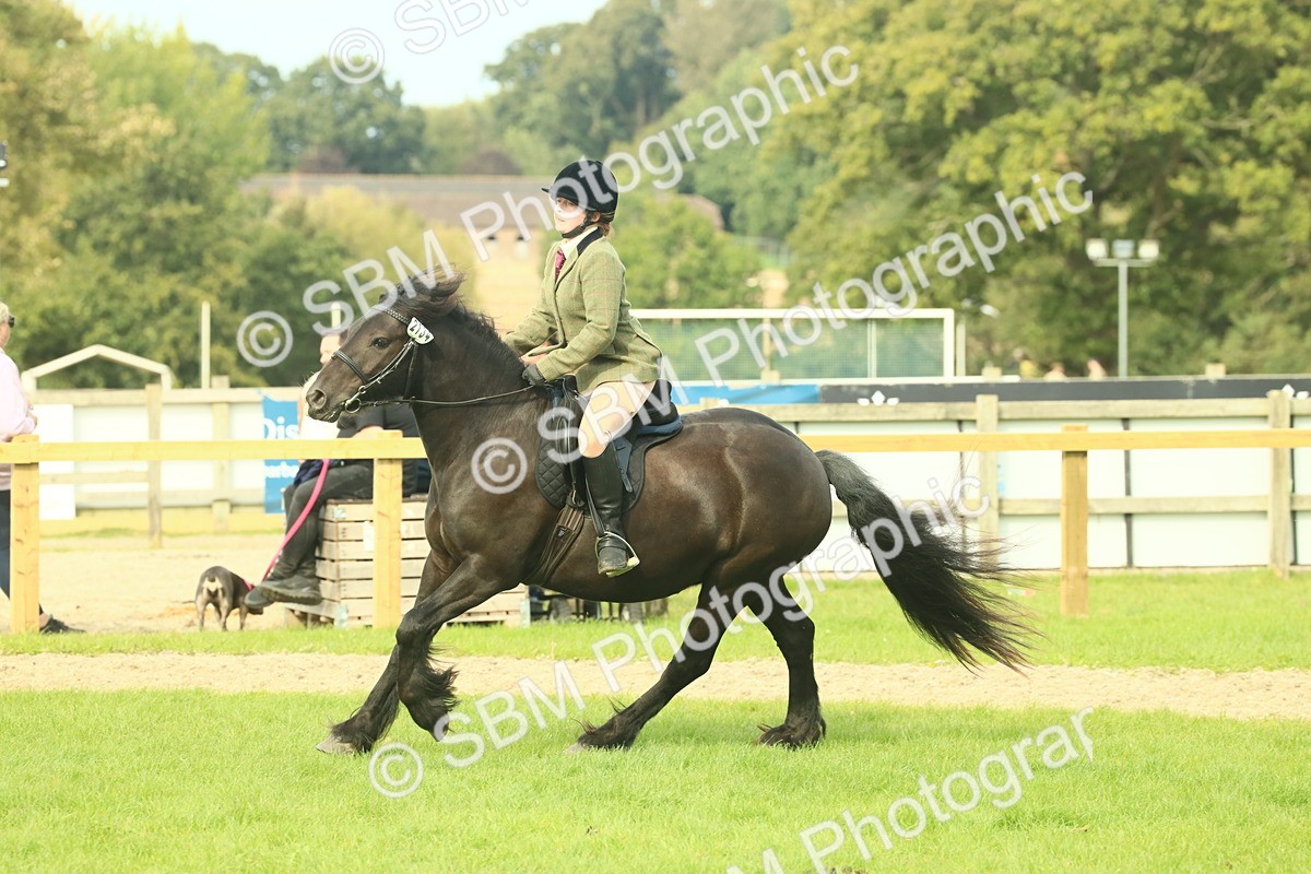 SBM_69365 - S58 - Mini Show Cob Ridden