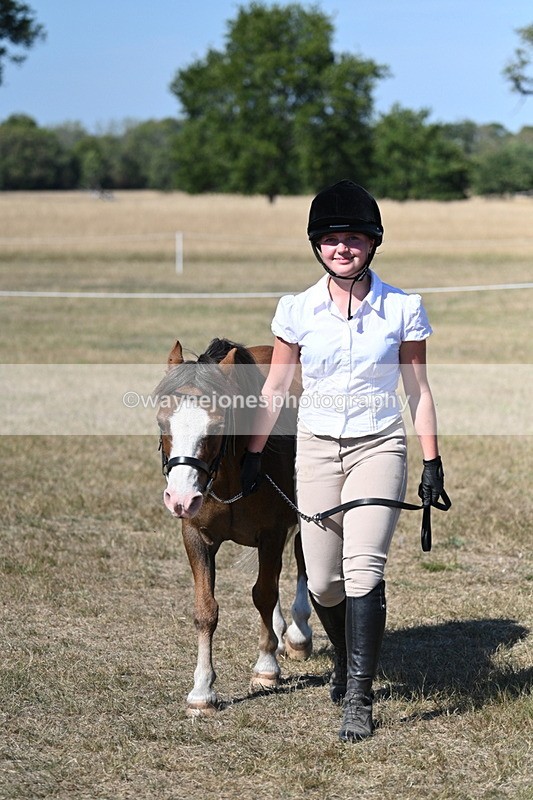 WJ7_1558 - Class 42 Most Handsome Gelding