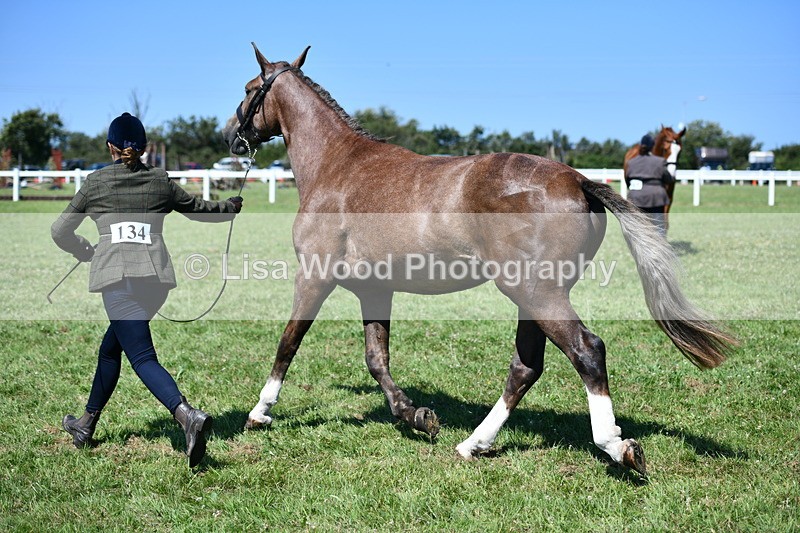 DSC_6789 - Class 57: Hunter/Riding Horse/Hack 1, 2 & 3 yr olds