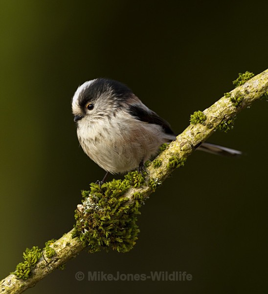 LONG TAILED TIT REF LTT 1 - THE LONG TAILED TIT