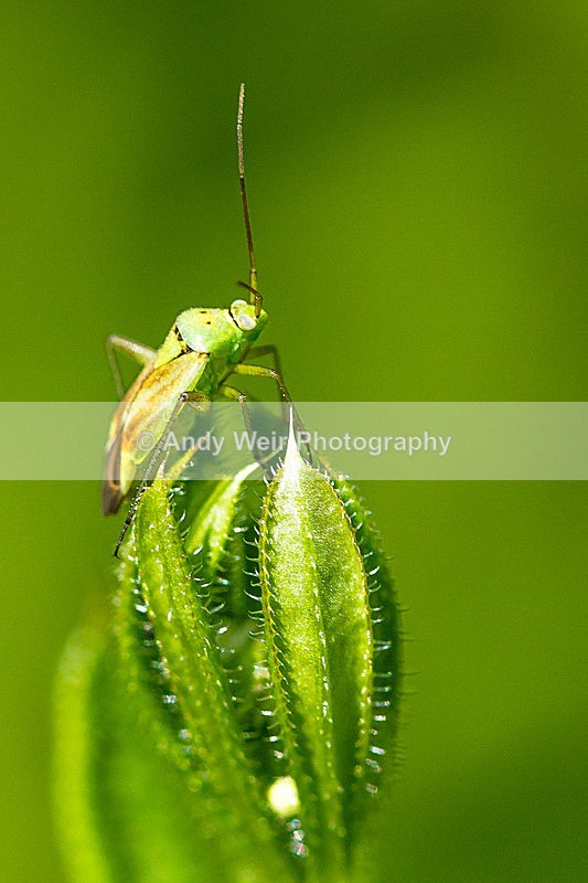 20130714-_MG_4969 - Insects