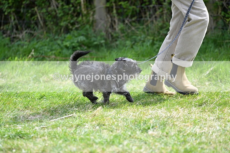 WJ5_9666 - Class 3 Most Handsome Dog