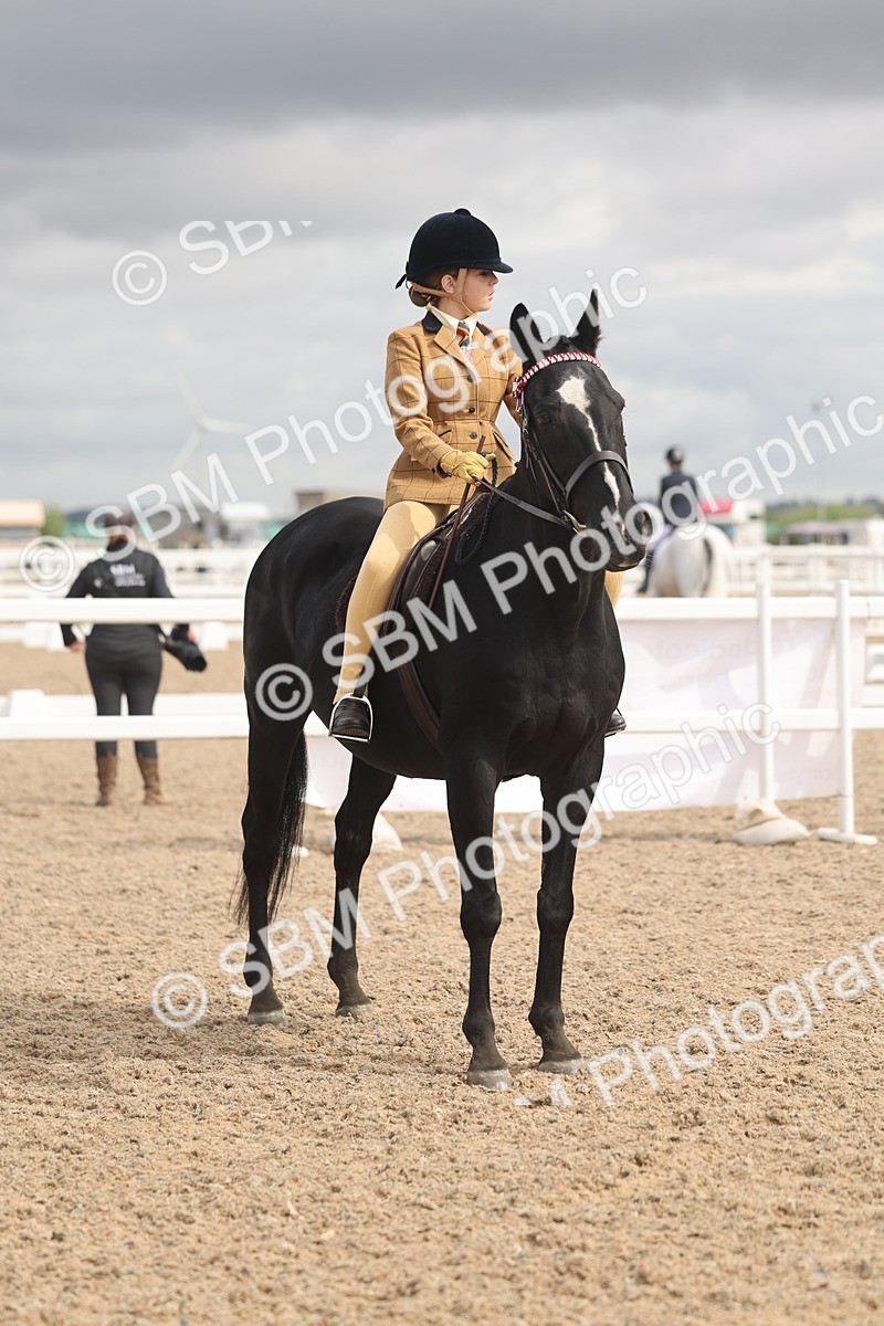 SBM_04413 - Class 18 - Handsomest Gelding (IH or Ridden)