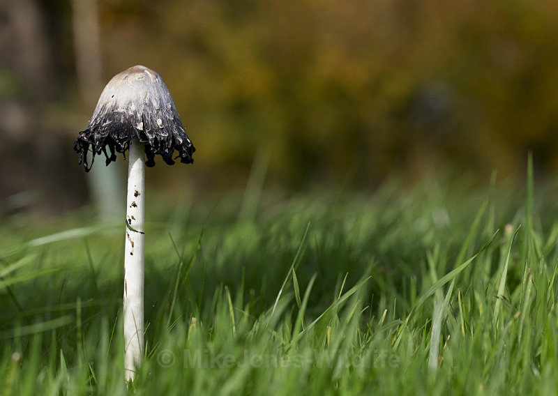 Fungi at Cholmondeley Castle, Cheshire - FUNGI (MUSHROOM) IMAGES