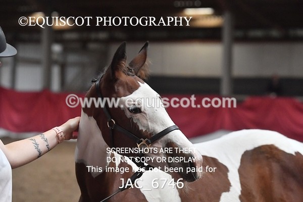 JAC_6746 - 15 Ziggy of Westoak