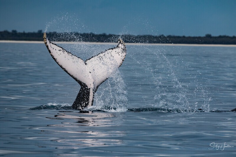 Fluke Splash 2