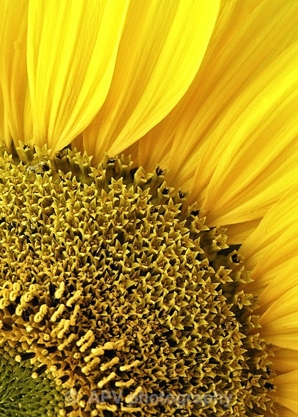 Sunny Flower - A5 Size cards
