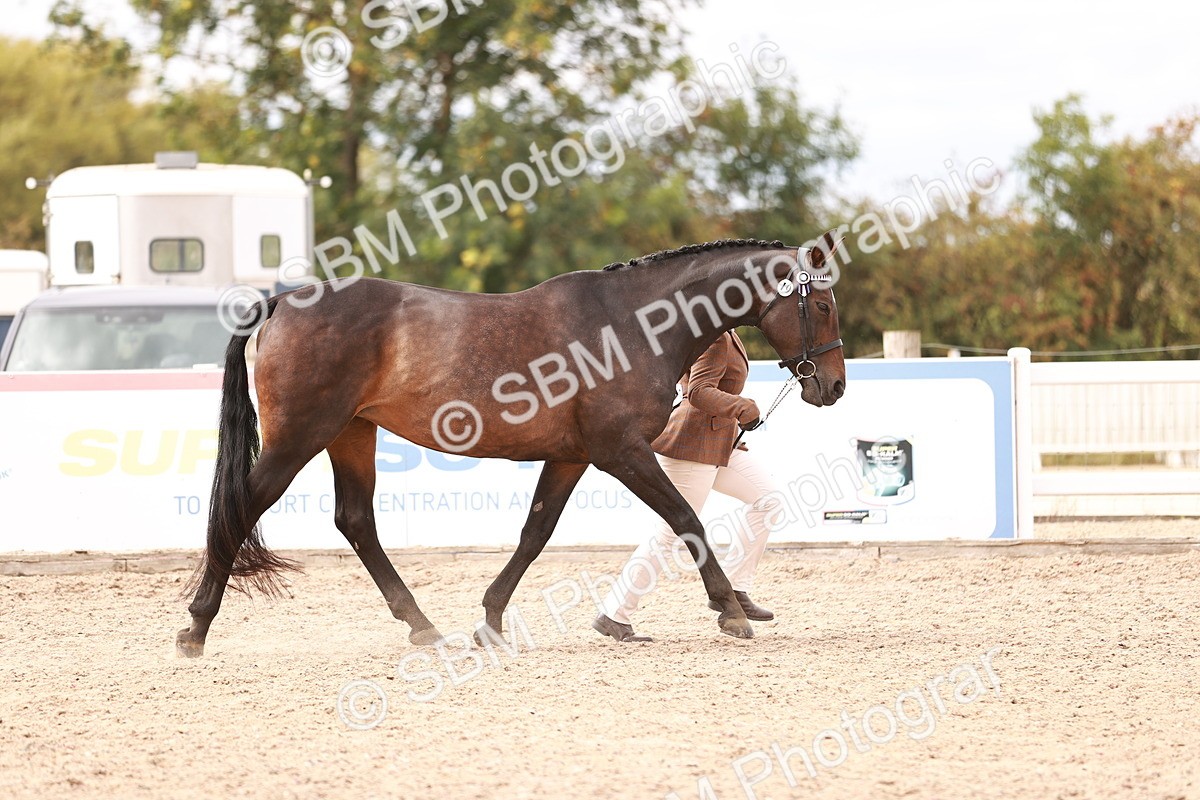 SBM_16304 - Class 413 - Best Condition - Adult