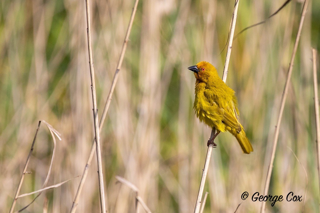 Bird Weaver Bird limpopo south africa - South Africa - Limpopo
