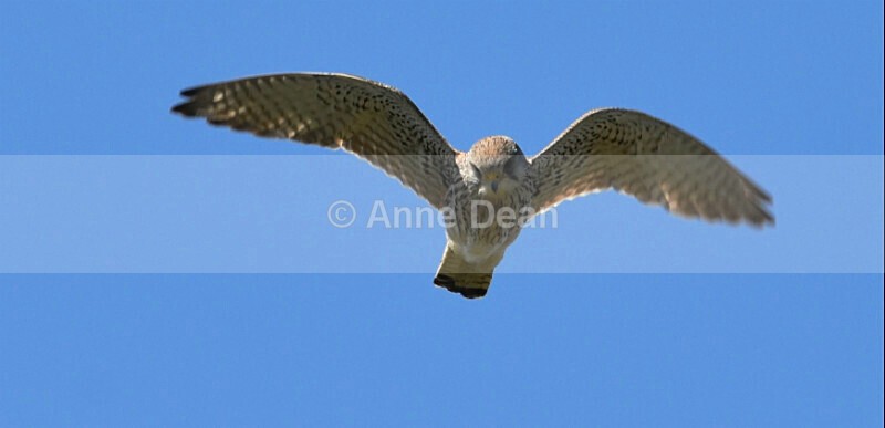 Yes, I know I'm adorable - More wonderful terns and a gorgeous kestrel for good measure
