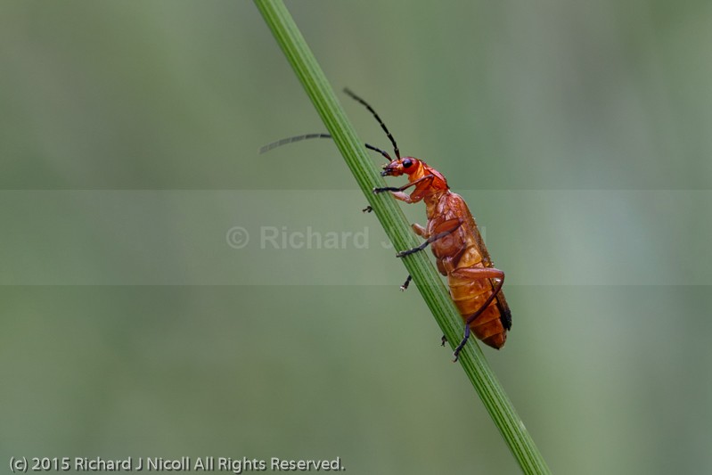 Soldier Beetle (Rhagonycha fulva) - Soldier Beetle (Rhagonycha fulva)