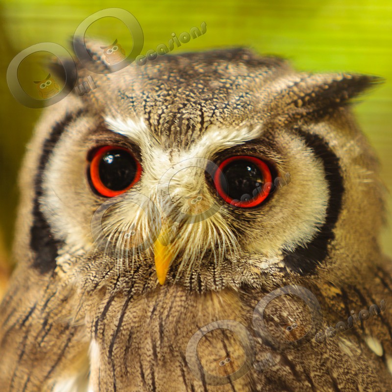  white faced scops owl Ptilopsis leucotis-9704 - Owls of the World