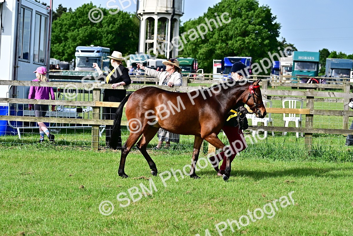 SBM_01035 - Class 46-49 - Arab and Part Bed-Anglo Arab In Hand