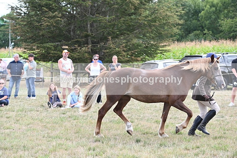 WJ6_6687 - Class 20 In-hand Cob