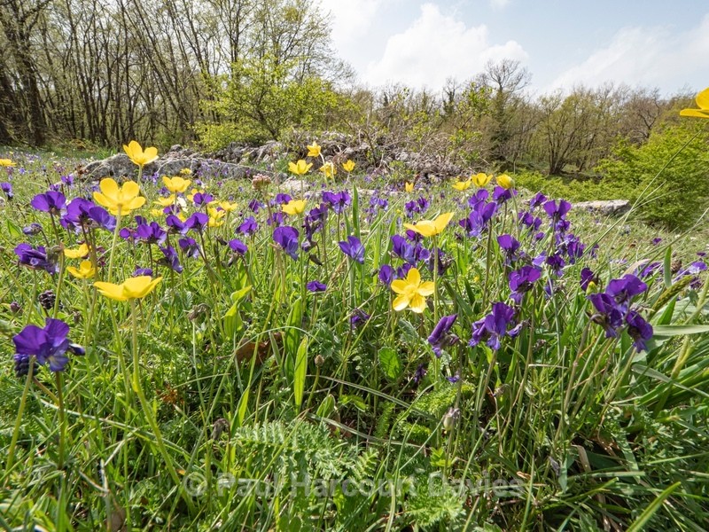 Gargano pansy (Viola heterophylla ssp. graeca) - Gargano - Flowers in the Landscape