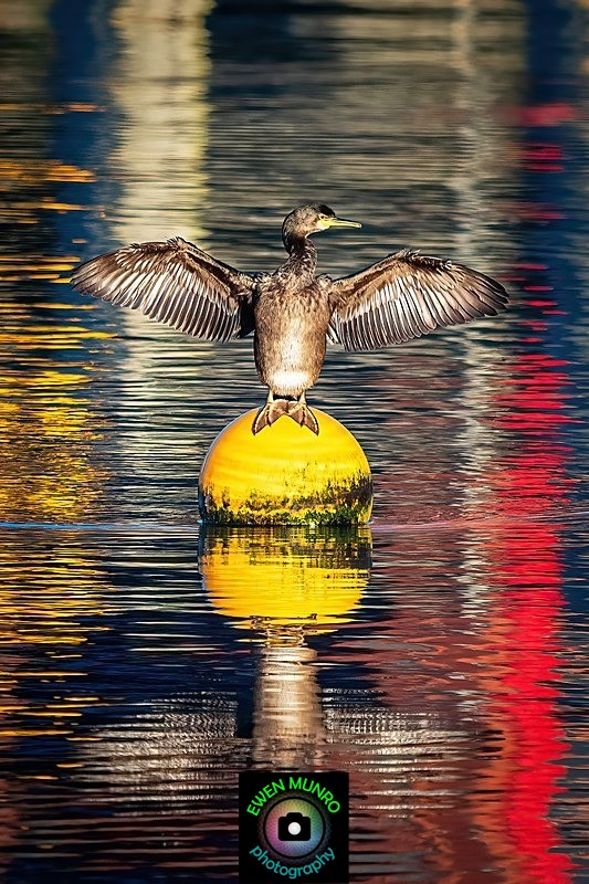 BBW-12-Wing-stretching Shag - Water-based Birds