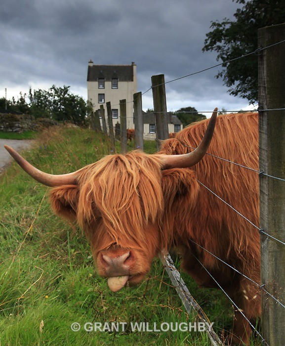 Cheeky Cow (and a castle) - Wildlife