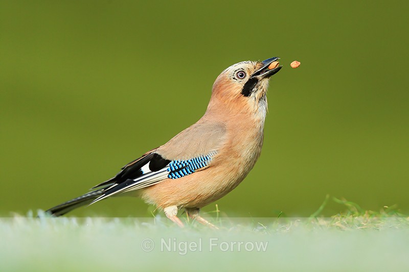 Jay juggling peanuts, Worcestershire - Jay