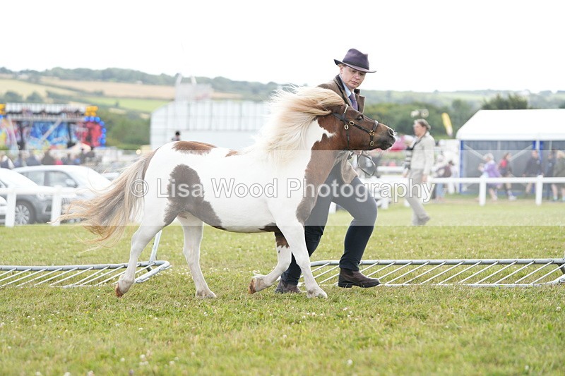 DSC06859 - Class 60: Coloured Pony 4yrs & over